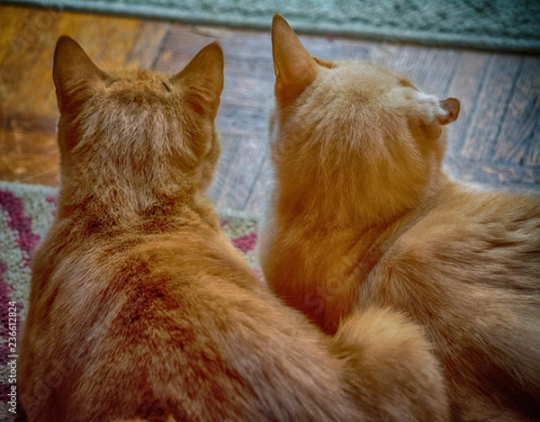 Obraz Cats watching squirrel