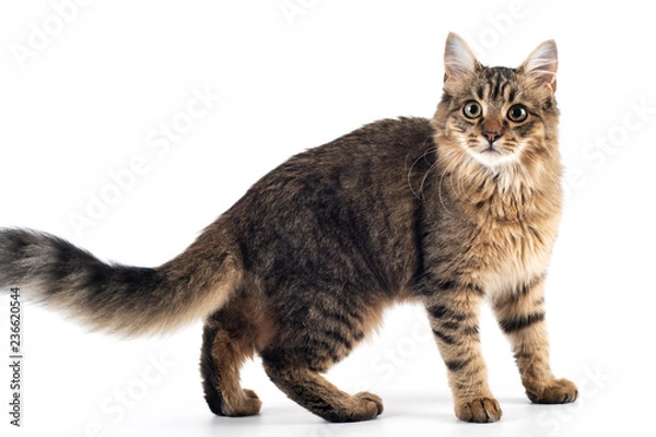 Fototapeta Pretty cat mixed breed on white background