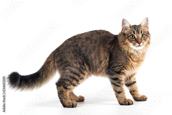 Fototapeta Pretty cat mixed breed on white background