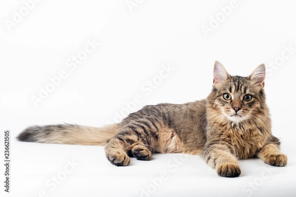 Fototapeta Pretty cat mixed breed on white background