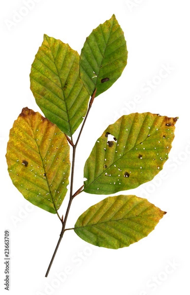 Obraz Blattoberseite einer Rotbuche im Herbst