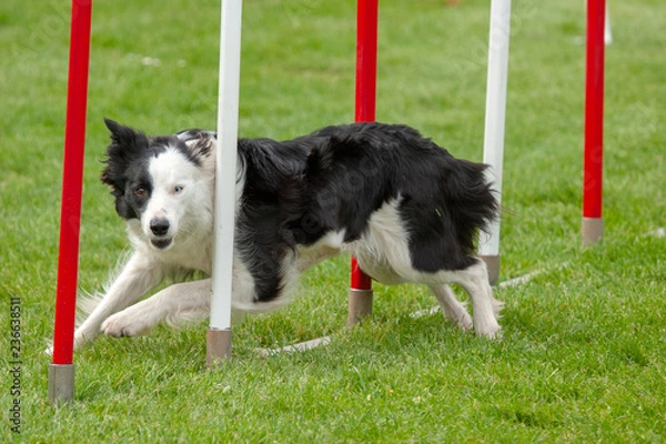 Obraz Border collie noir et blanc en agility