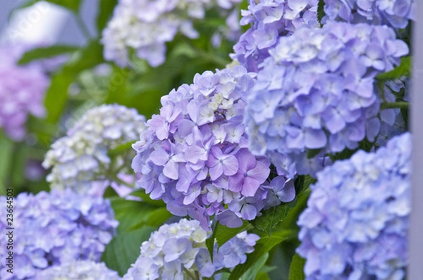 Obraz 紫陽花の花