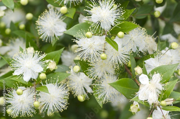 Obraz ギンバイカの花