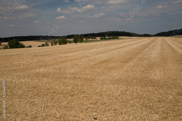 Fototapeta Getreidefeld nach der Ernte