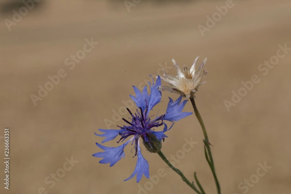 Fototapeta Blaue Kornblume