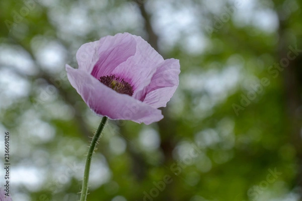 Obraz coquelicot opio 2