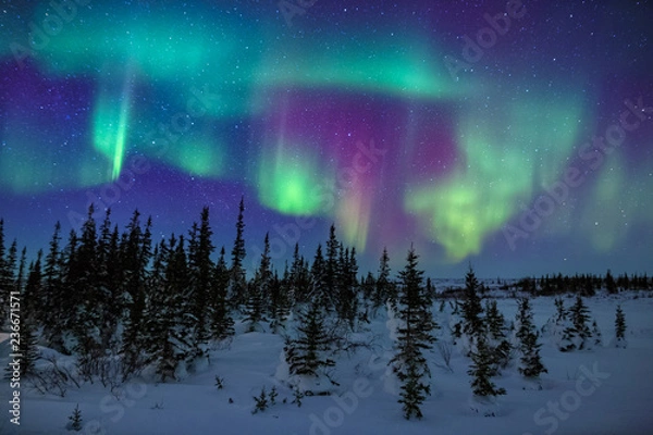 Obraz Colorful Aurora Borealis Display