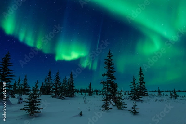 Obraz Aurora Borealis And Trees