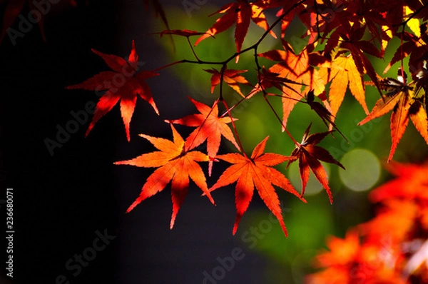 Fototapeta もみじ