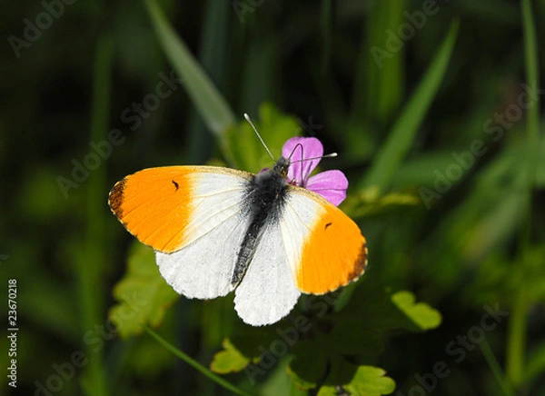 Obraz orange tip butterfly, Anthocharis cardamines