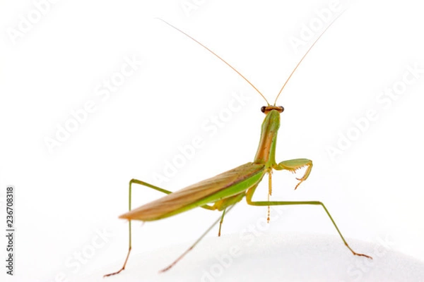 Obraz Mantis in white background