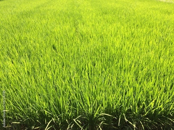Fototapeta 夏の稲