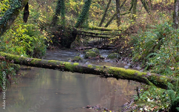 Fototapeta Fallen trees covered in moss across a river in the middle of the forest in Portland, Oregon.
