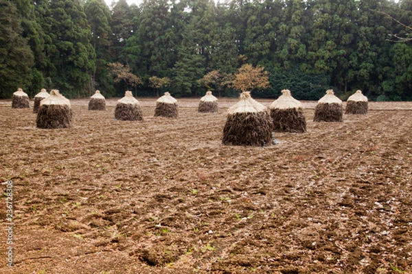 Fototapeta 落花生　ボッチ