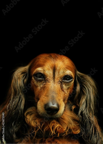 Obraz Dachshund