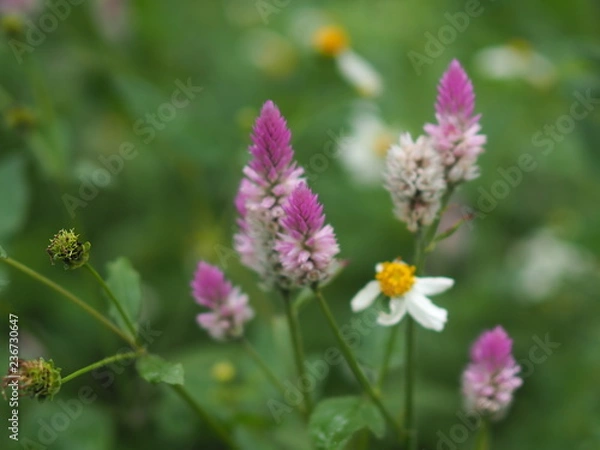 Obraz OLYMPUS DIGITAL CAMERA