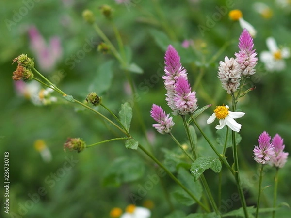 Obraz OLYMPUS DIGITAL CAMERA