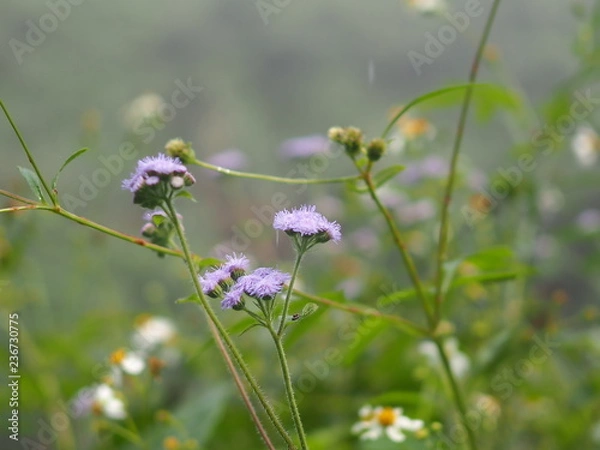 Obraz OLYMPUS DIGITAL CAMERA