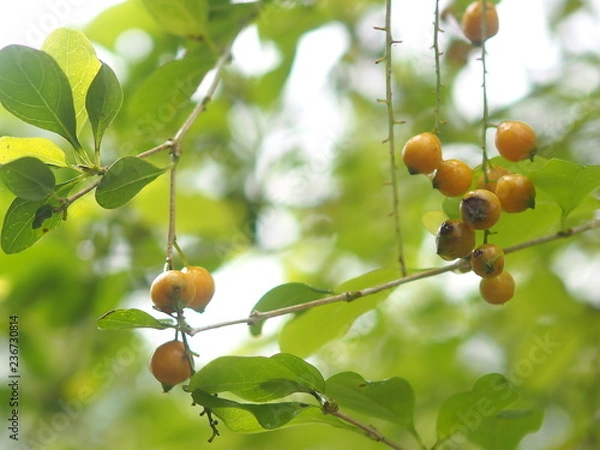 Obraz OLYMPUS DIGITAL CAMERA