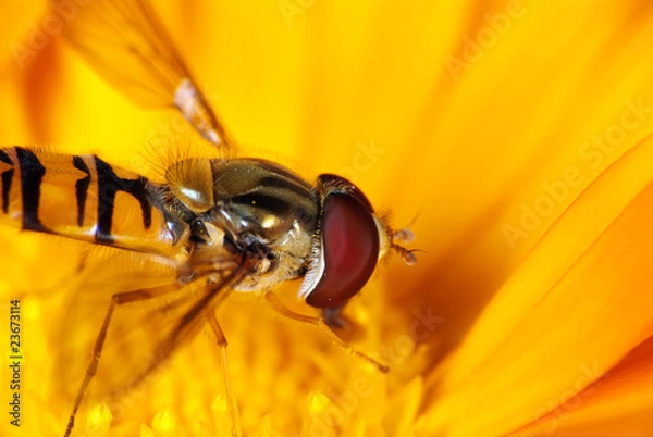 Obraz Hoverfly