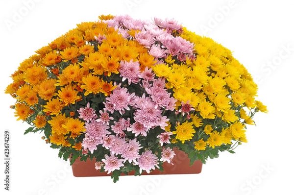 Obraz chrysanthème en jardinière