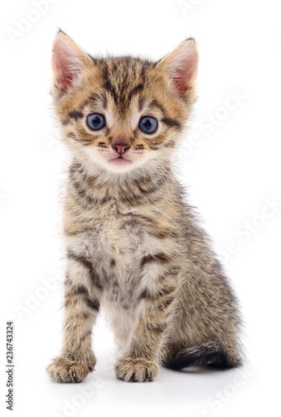 Obraz Kitten on white background.