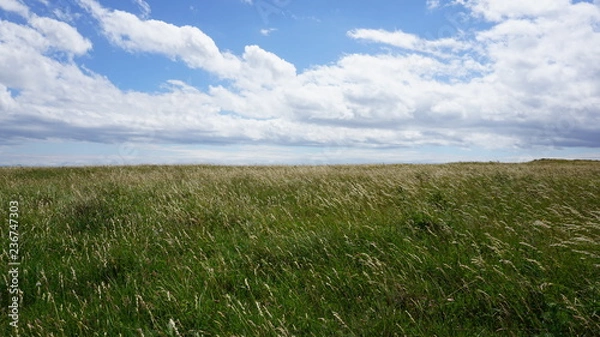Obraz field of green grass and blue sky