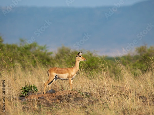 Obraz Impala under the sunlight