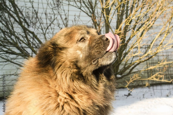 Obraz caucasian shepherd dog