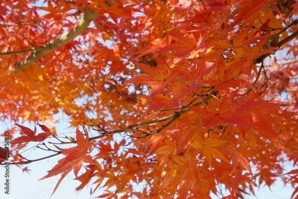 Fototapeta 鮮やかなモミジ