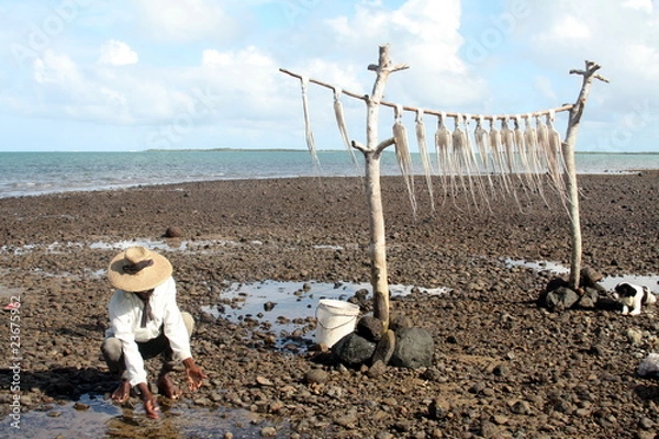 Obraz Séchage des ourites à Rodrigues