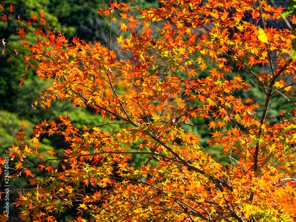 Obraz OLYMPUS DIGITAL CAMERA