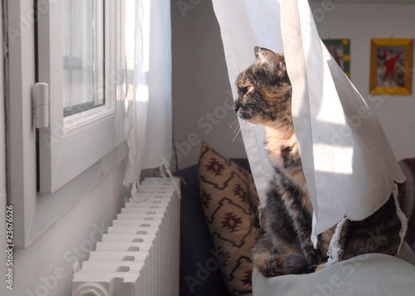 Obraz GATTO ALLA FINESTRA.