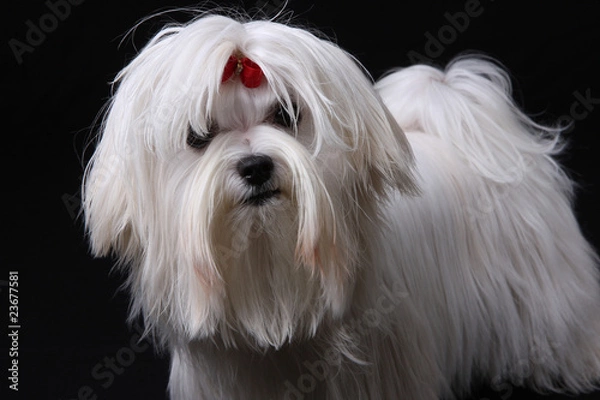 Obraz Maltese Dog on black