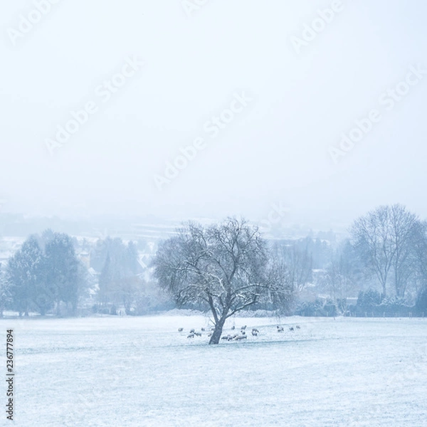 Fototapeta Schafe im Schnee