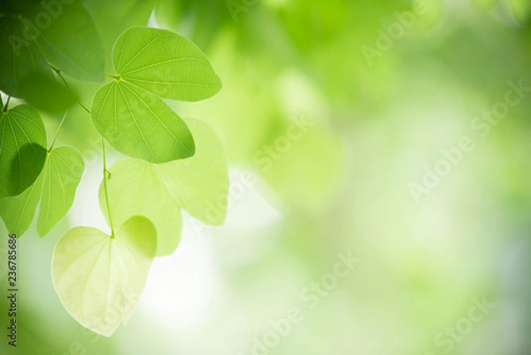 Fototapeta Nature of green leaf in garden at summer. Natural green leaves plants using as spring background cover page greenery environment ecology wallpaper