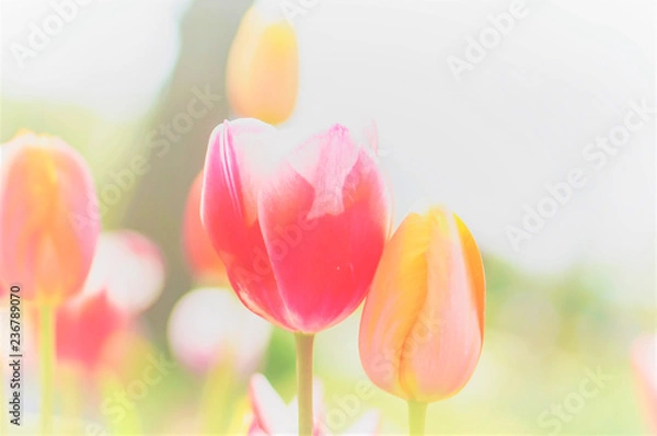 Obraz チューリップ