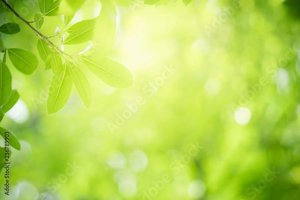 Fototapeta Nature of green leaf in garden at summer. Natural green leaves plants using as spring background cover page greenery environment ecology wallpaper