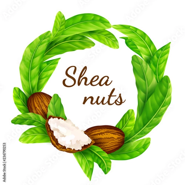 Obraz Shea nuts with leaves in vector.