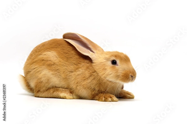 Obraz orange rabbit