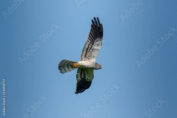 Obraz Montagu's Harrier (Circus pygargus).