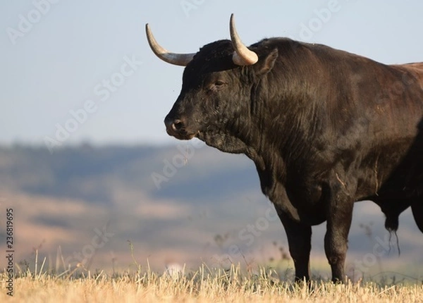 Obraz Hiszpański byk