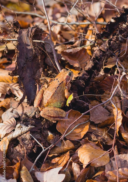 Obraz Brauner Waldfrosch im Laub
