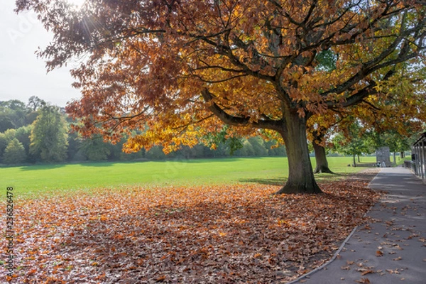 Obraz Trees, Blaise Castle Estate.