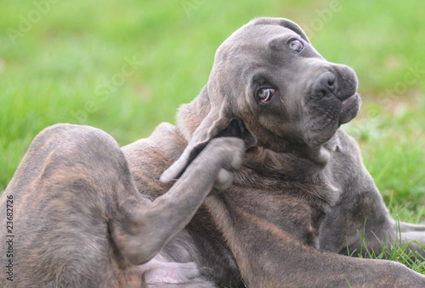 Obraz CANE CORSO, 4 MESI.