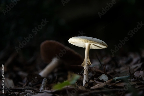 Fototapeta fungo