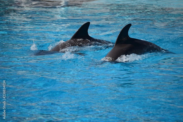 Fototapeta dolphins in the pool