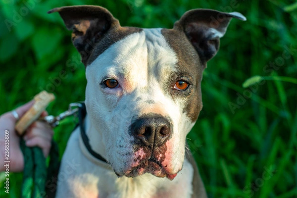 Obraz Bloody Adorable