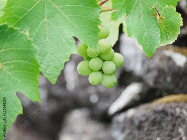 Fototapeta Close up image of green wine grapes
